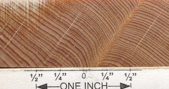 mexico 66 mid grey pine tree